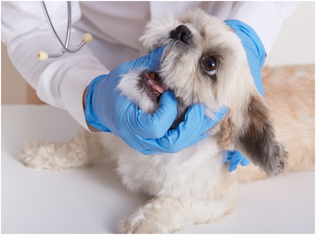 Everything You Need to Know About Pet Endoscopy Cost
